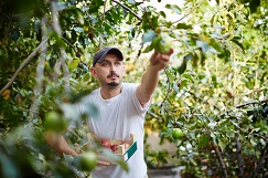Farm worker picking apple